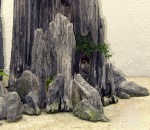 Bonsaï & Penjing – Rockspray cotoneaster – Cotoneaster&nbsp;microphyl