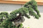 Creeping Juniper ‘ Wiltonii’ 30 yrs&nbsp;old