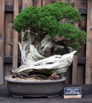 4981162673_62dc32dd76_o