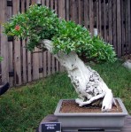 4981179767_3020a3039d_b