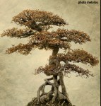 5387494708_10709d1cb6_b