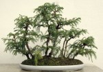 Bonsaï & Penjing – Japanese cedar – Cryptomeria japonica –&nbsp;Taxod