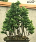 Bonsaï & Penjing – Tamarak – Larix laricina – pinaceae 40&nbsp;years