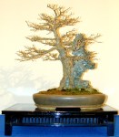 Acer_trifidum_roche1