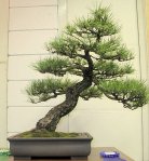 adv_1st_Best_of_show