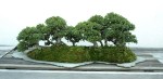 arbo_chinese_elm