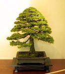 arbo_ezo_spruce-1
