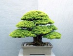 arbo_white_pine1