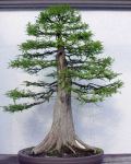 Bald Cypress from Guy Guidry, in training since&nbsp;1987