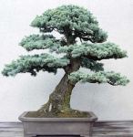 blue-atlas-cedar-from-john-naka-in-training-since-1950
