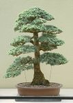 blue-atlas-cedar