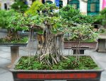 bonsai-1