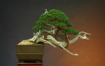 bonsai-1