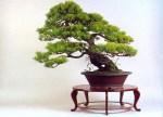 bonsai-kainako-exposicao-101