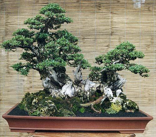 bonsai-raft | Aido Bonsai