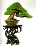 bonsai008