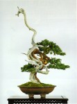bonsai009