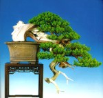 bonsai010