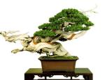 bonsai012-a