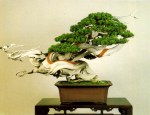 bonsai012
