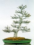 bonsai015