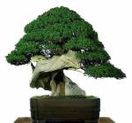 bonsai02