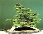bonsai023