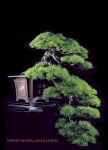 bonsai35a.bmp