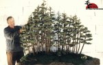 bonsai_bdm_012000