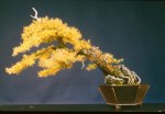 bonsai_D