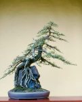 bonsai_E-1
