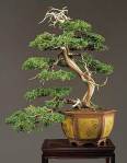 bonsai_gallery_d