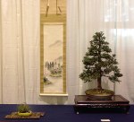 Chamaecyparis pisifera ‘Cyano&nbsp;Viridis’