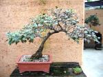 Chinese Pear  Pyrus ussuriensis&nbsp;1958