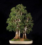 Ficus natasha