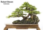 ficus_benjamina-r-steven