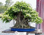 ficusretusa