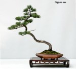 Five Needle Pine by Qingquan&nbsp;Zhao
