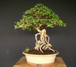 KONICA MINOLTA DIGITAL&nbsp;CAMERA