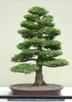 Hinoki Cypress