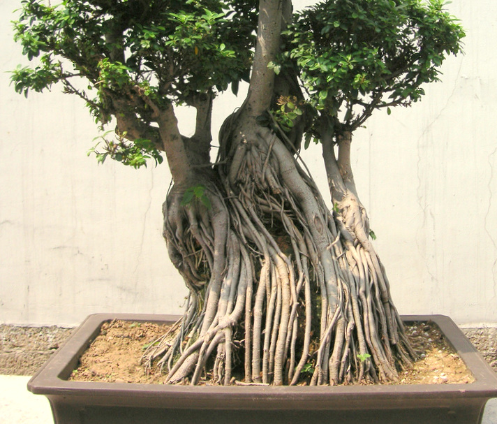 Imag77em1.png | Aido Bonsai
