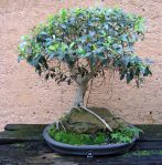 Port Jackson Fig – Ficus rubiginosa –&nbsp;1964