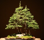 img_1139146322_565_lg