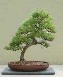 Japanese Black Pine&nbsp;01