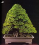 Japanese black pine – 150 anos –&nbsp;78cm