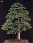Japanese cypress – 150 anos – 113cm