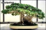 Japanese_Bonsai_Trees_1