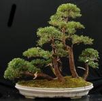 juniper-bush-paul