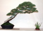 juniperus-1