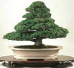 Juniperus012